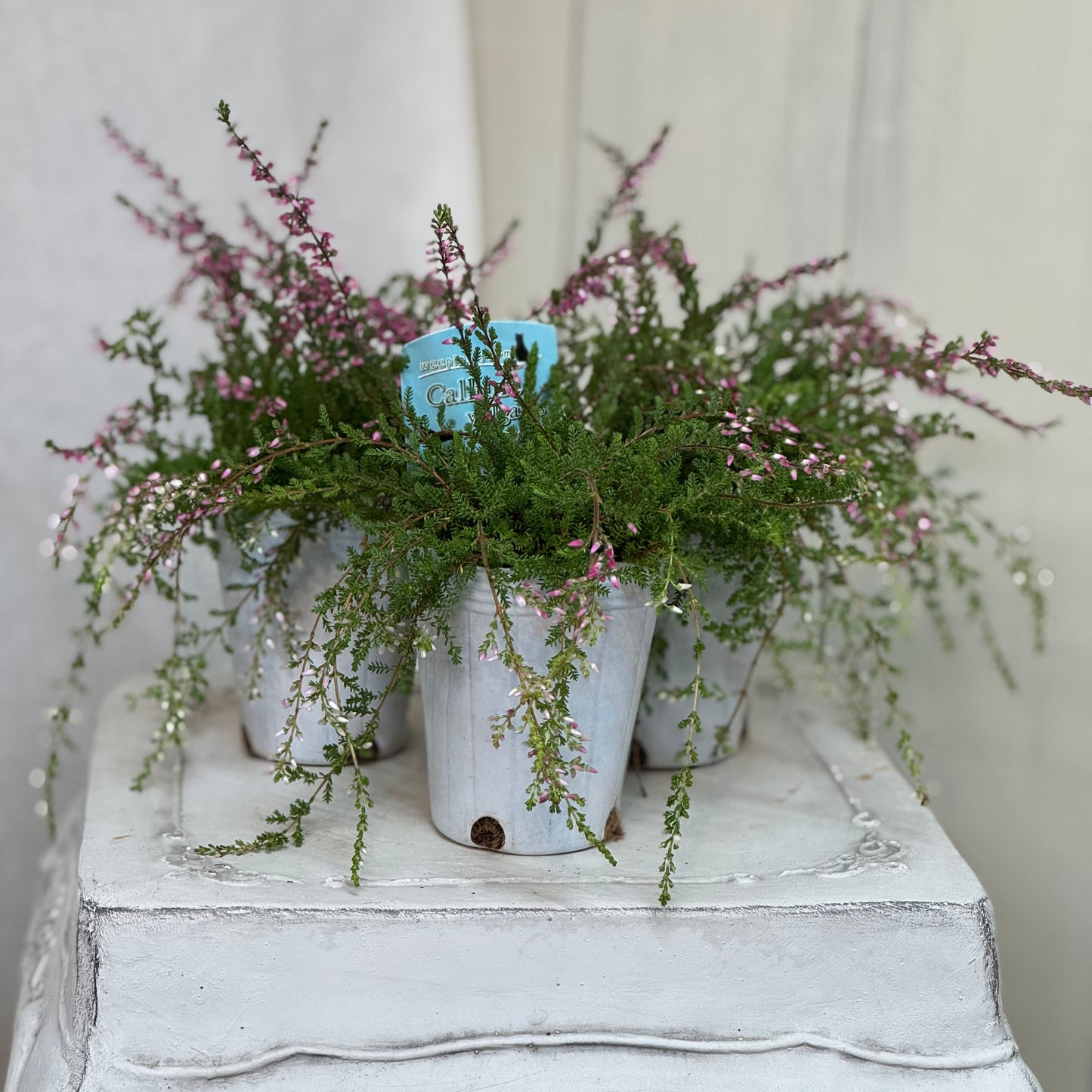 石黒園芸さん枝垂れるカルーナ『ブルガリス』ウイーピーング 3.5寸ポット 1苗