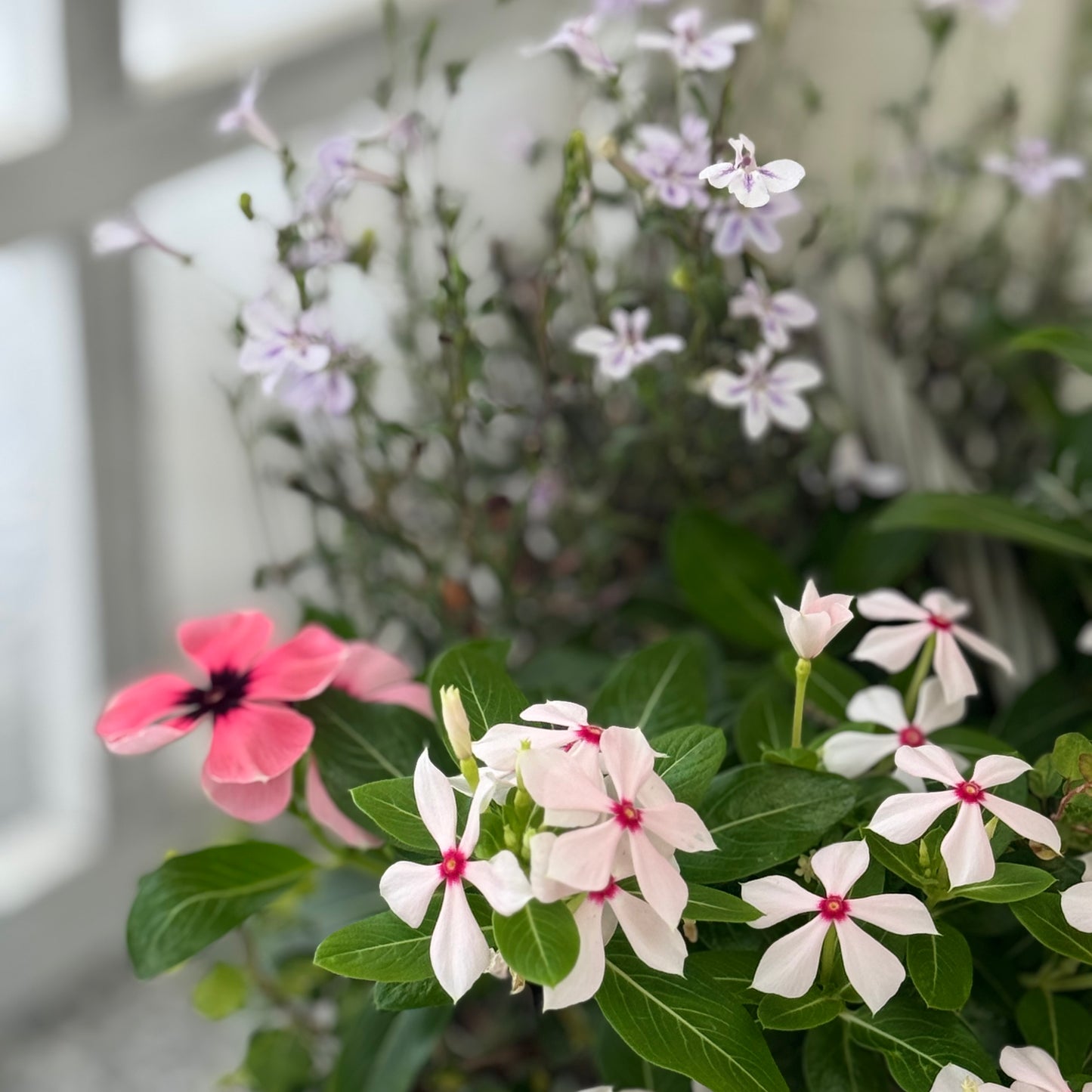 夏に強いビンカとロベリアの寄せ植え