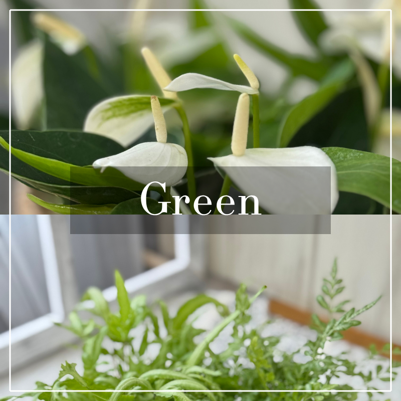 観葉植物