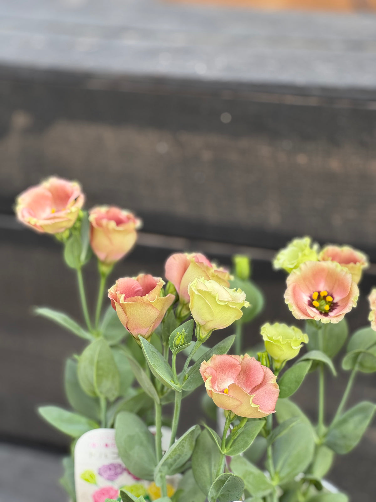 花苗　トルコギキョウ『プッチーノチョコ』