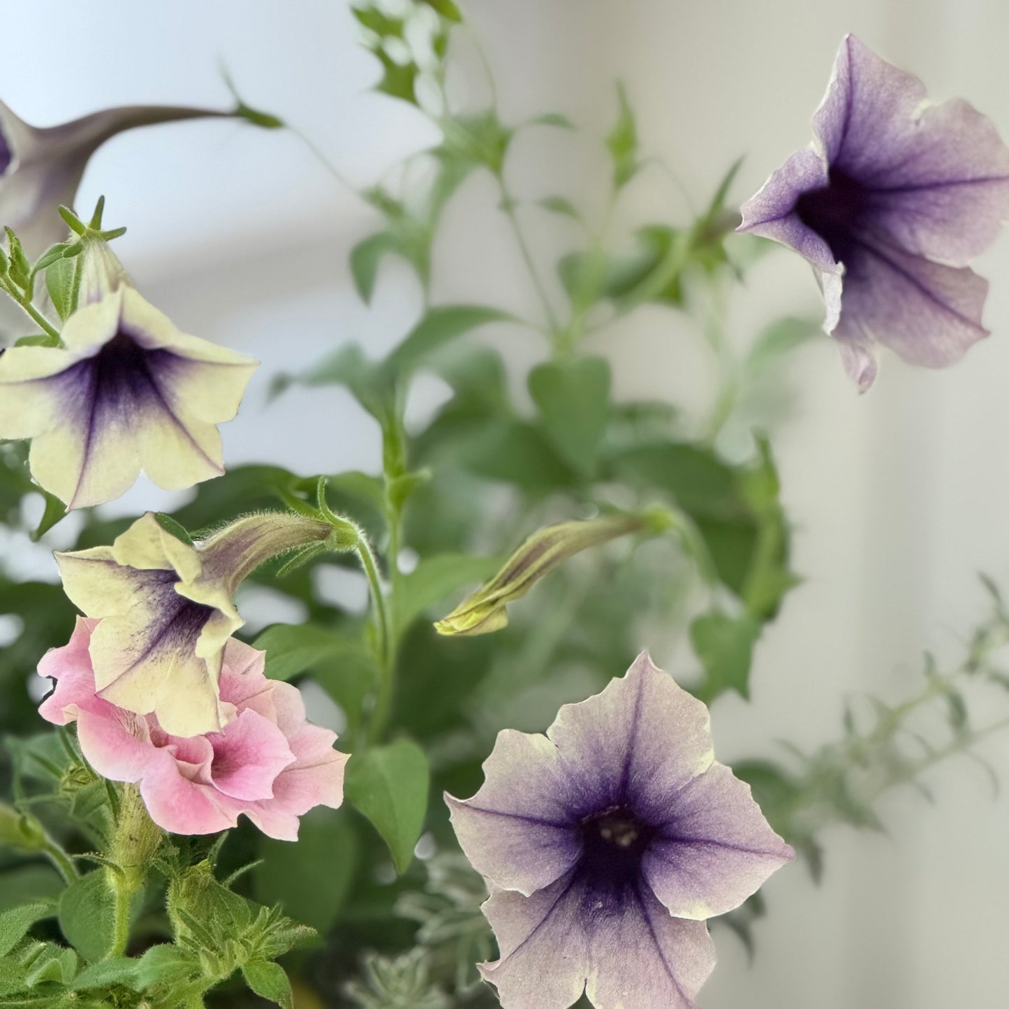 花芳さんペチュニアと手毬珊瑚のギャザリング