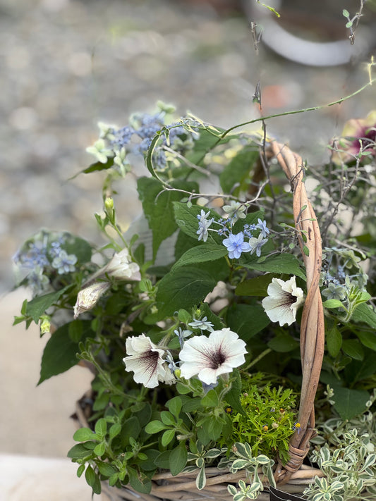 紫陽花とペチュニアのギャザリング寄せ植え