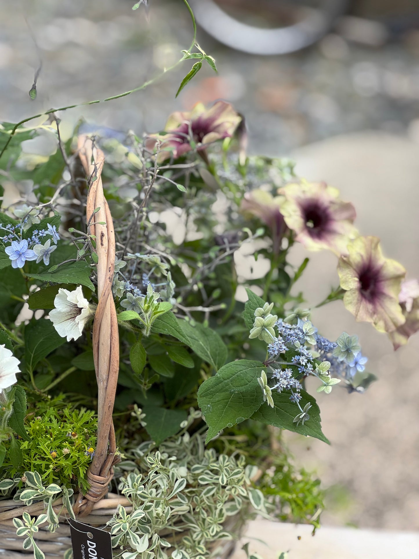 紫陽花とペチュニアのギャザリング寄せ植え