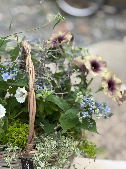 紫陽花とペチュニアのギャザリング寄せ植え