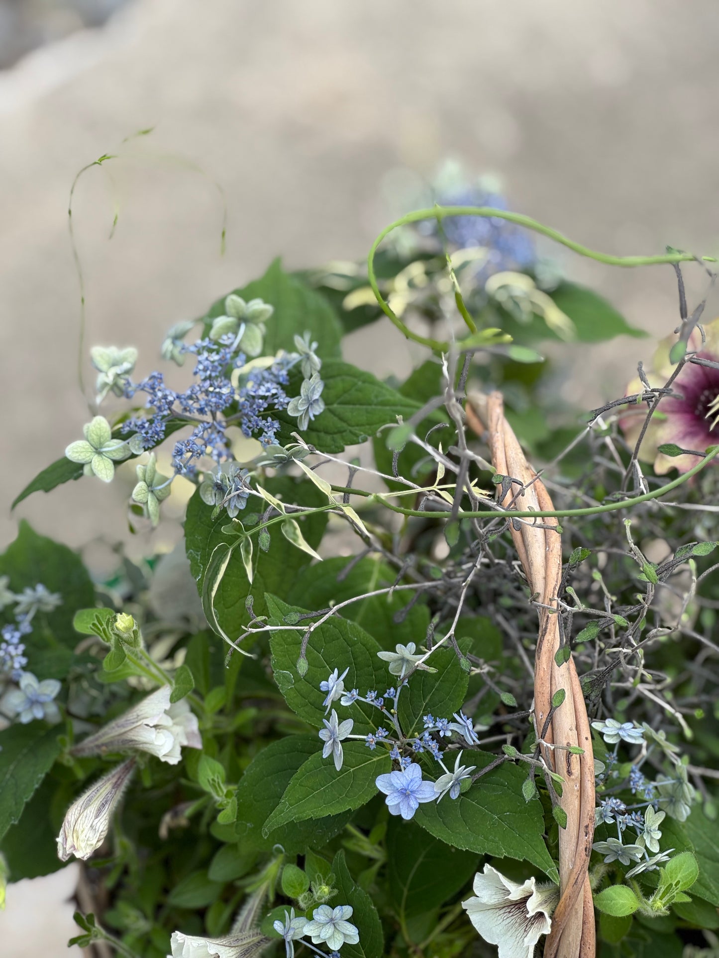紫陽花とペチュニアのギャザリング寄せ植え