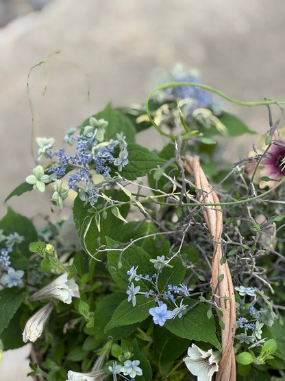 紫陽花とペチュニアのギャザリング寄せ植え