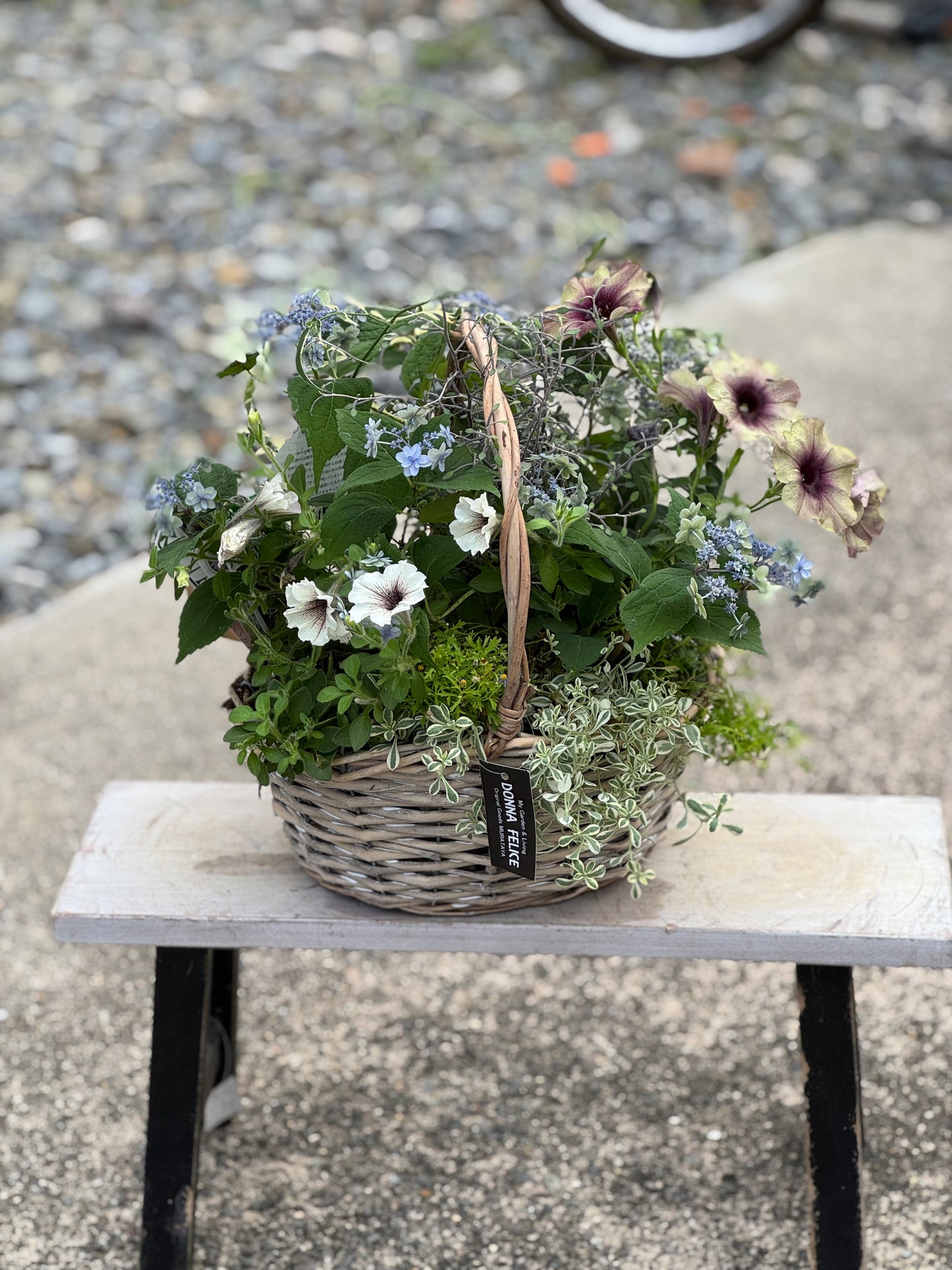 紫陽花とペチュニアのギャザリング寄せ植え