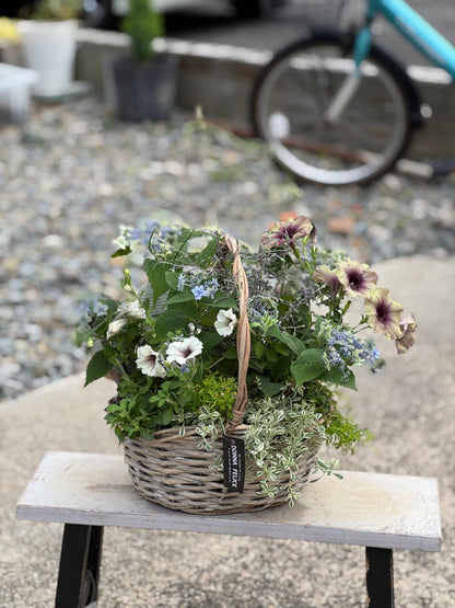 紫陽花とペチュニアのギャザリング寄せ植え