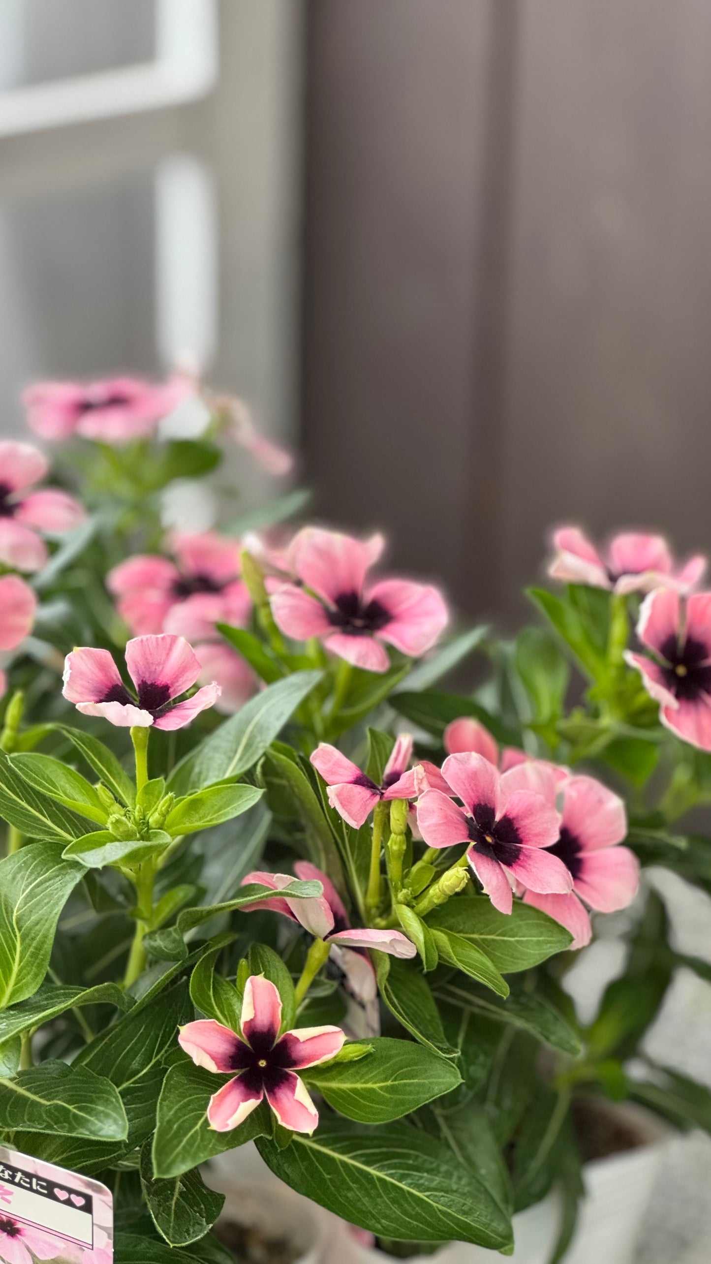 北島園芸オリジナルビンカ『モネ』3.5寸　１苗