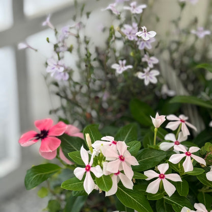 夏に強いビンカとロベリアの寄せ植え