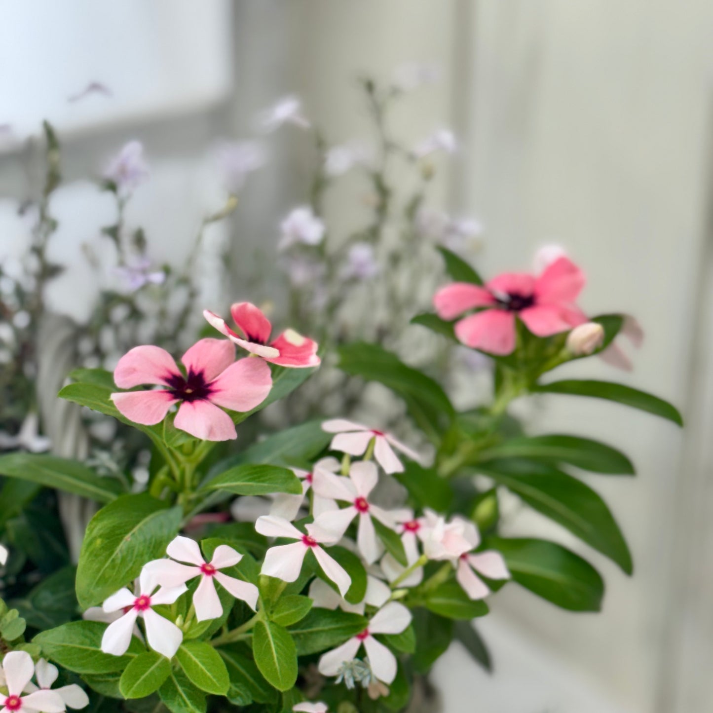 夏に強いビンカとロベリアの寄せ植え