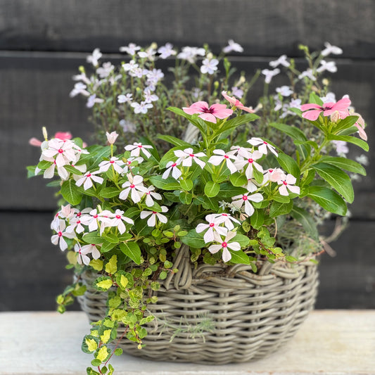 夏に強いビンカとロベリアの寄せ植え
